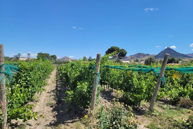 Beautiful Winery in the Alicante - Detailed Breakdown of the Tour Experience