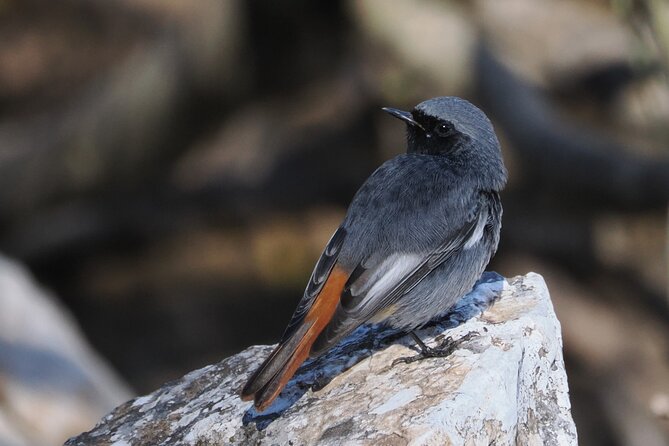 Birdwatching in Ronda and Grazalema - Practicalities and Comfort