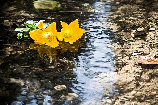 Buskett Woodlands and Dingli Cliffs Nature Walking Private Tour - Who Should Book This Tour?