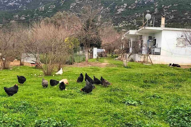 Cooking Class at Alexandras Farm in Ypati Thermal Springs - Why This Experience Offers Great Value
