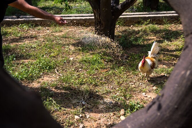 Culinary Agristory in Vathis - Kalymnos - Frequently Asked Questions