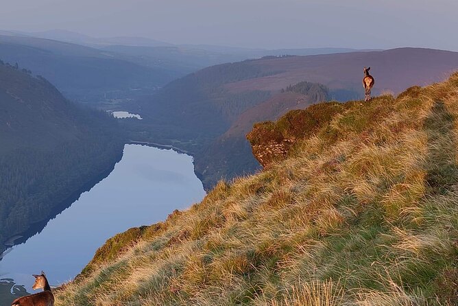 Day Tour to County Wicklow - FAQ
