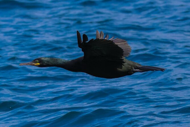 Dingle Boat Tours RIB Adventure Private - FAQ