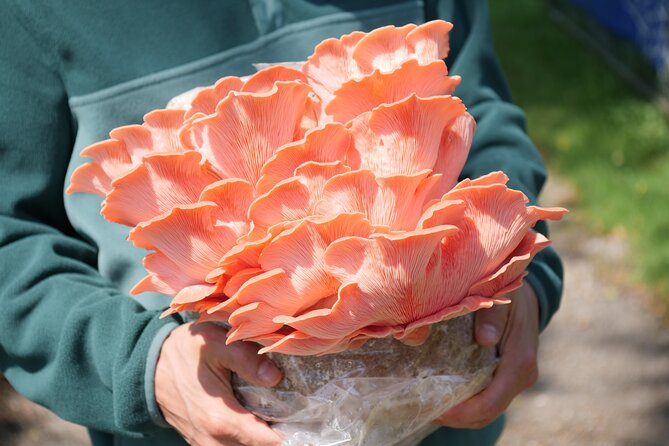 Discover the World of Mushrooms - The Sum Up