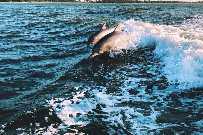 Dolphin Adventure in Sotogrande with Drink Included - The Experience: Pros and Cons