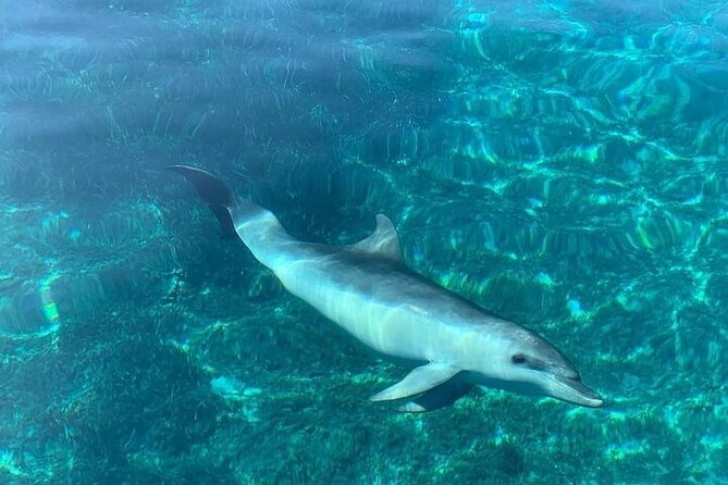 Dolphin Watching Boat Excursion to Figarolo Island from Olbia - Authentic Experiences from Reviewers