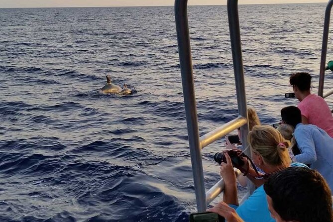 Dolphin Watching in Majorca - The Authenticity of the Experience