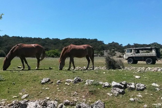 Feel and Taste island Brac with local experts - island adventure to remember - Who Will Love This Tour?
