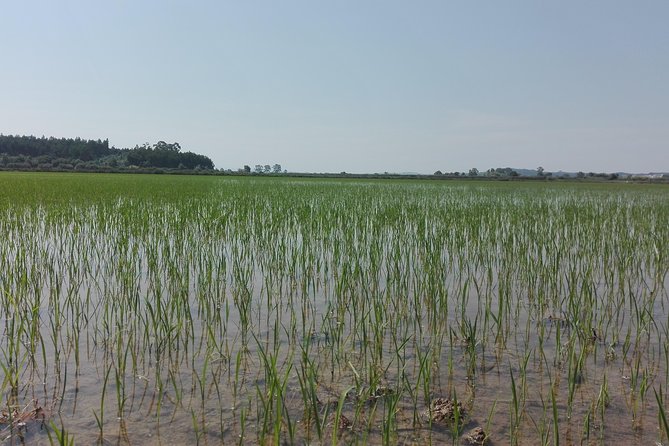 Figueira da Foz by rice paddies and salines, half-day from Coimbra - Who Is This Tour Best For?