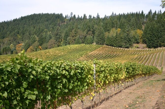 From Portland Private Willamette Valley Wine Tour - Practical Tips and What to Expect