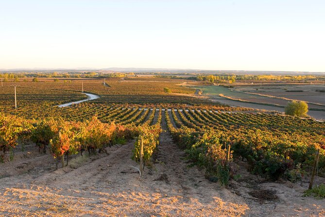 Full day at the winery, visit, tasting, aperitif and lunch - The Sum Up