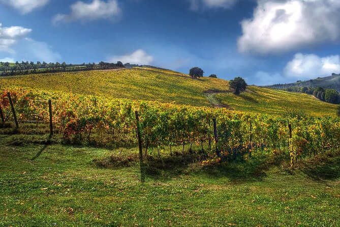 Full day experience | Tasting & art among the Orvieto vineyards - Final Thoughts