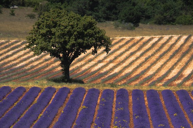 Full Day Ocean of Lavender in Valensole from Avignon - Analyzing the Value and Practicalities