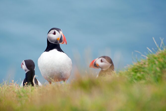 Full Day Private Westman Island Tour from Reykjavik - Who This Tour Is Best For  