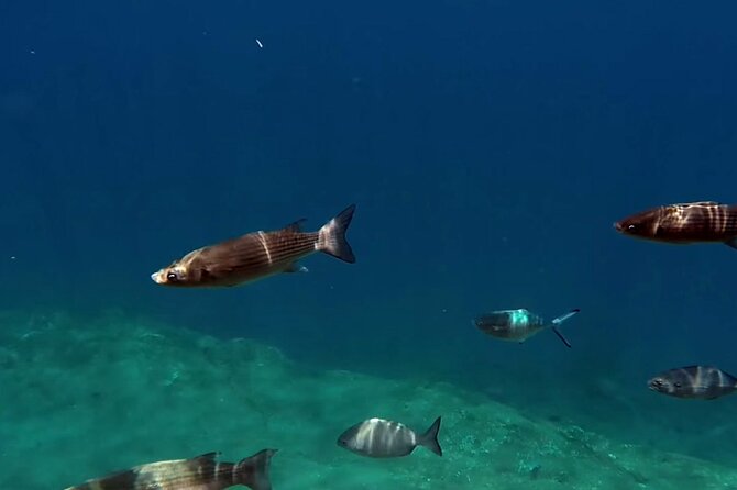 Full-Day Whales & The Princess Ring Islet (incl. Lunch) - Final Thoughts: Is This Tour Worth It?