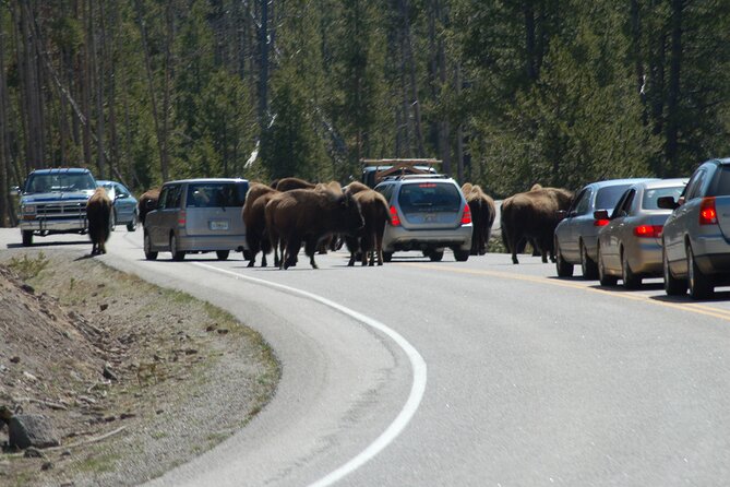 Full-Day Yellowstone Upper (Northern) Loop Tour - Authentic Insights from Reviews