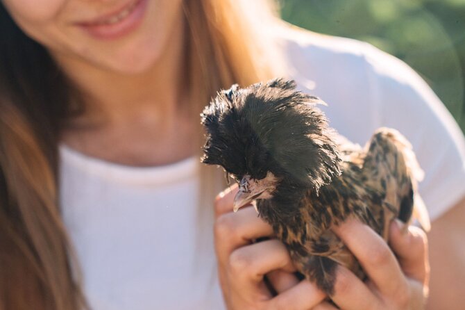 Gallura Picnic in the Farm with Animals - The Sum Up