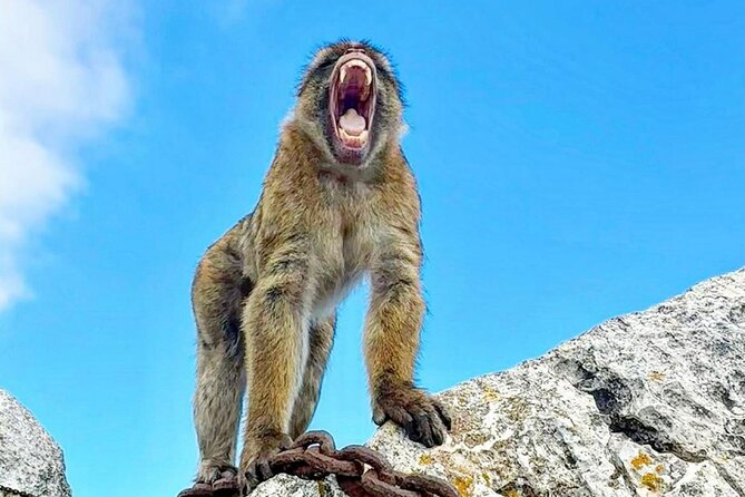 Gibraltar Private Daytrip From Malaga - FAQ