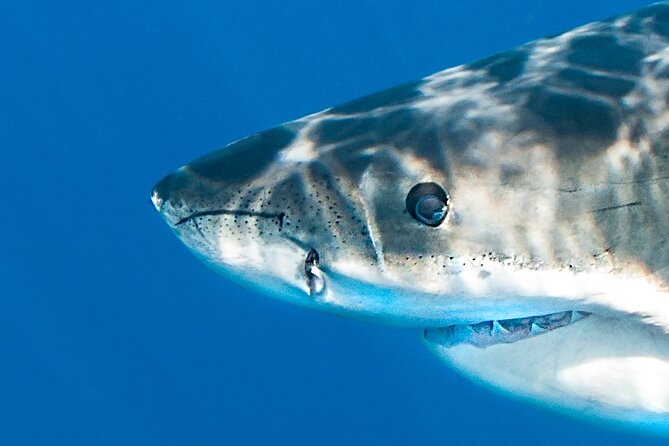 Great White Sharks Topside in Monterey Bay - The Sum Up: Who Should Book This Tour?
