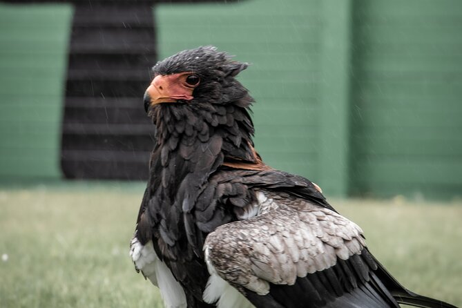 Guided Tour of Aillwee Cave and Visit to the Birds of Prey Centre - The Sum Up: Who Will Love This Tour?