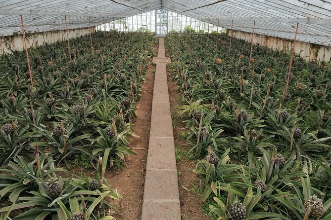 Half Day Fire Lake and Pineapple Farm Tour in Sao Miguel with Tea - Final Thoughts: Who Should Consider This Tour?