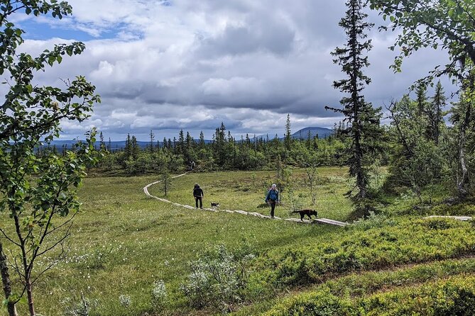 Half Day Guided Walk with Huskies - Why Travelers Keep Coming Back