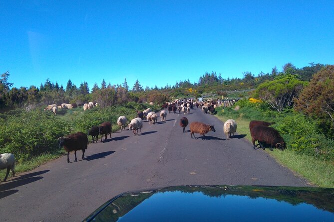 Half Day Jeep Safari Tour at Pico Areeiro and Santo da Serra - The Authenticity and Value of This Tour