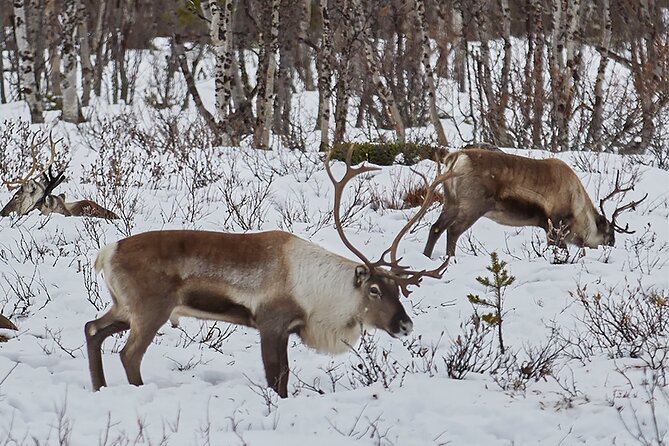 Half day Wildlife and Nature Photography - Analyzing the Value