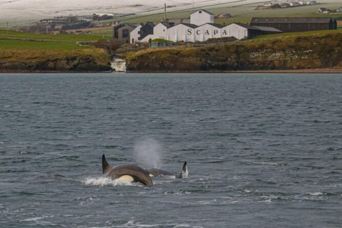 Historic Orkney Showcase Private Tour By a native Islander - The Experience: What Truly Sets It Apart