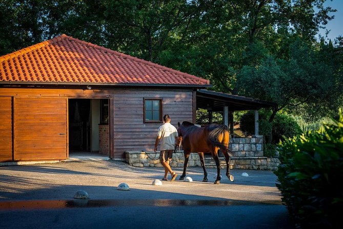 Horseback Riding in Konavle Region with Transport from Dubrovnik - Who Should Consider This Tour?