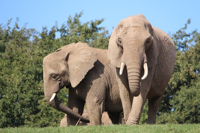 Howletts Day Ticket - FAQs