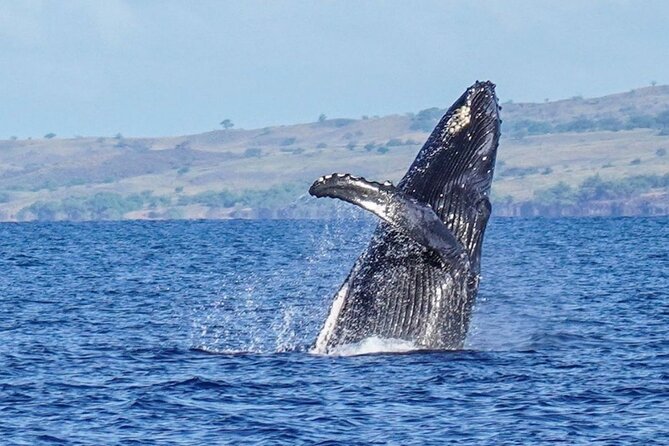 Humpback Whale Watching in Kailua-Kona Hawaii - FAQ