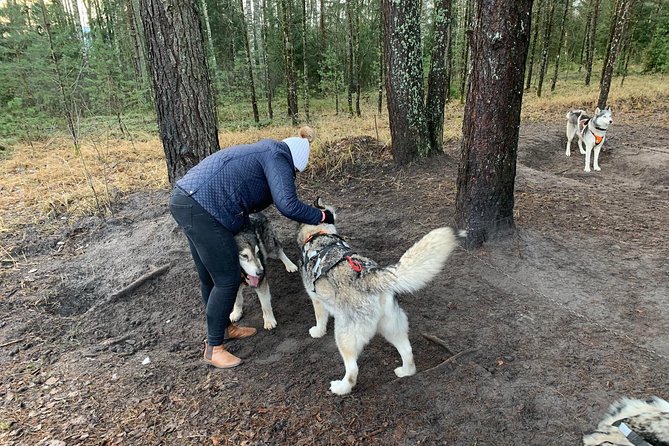 Husky dog sled/bike kart ride in Latvia ~ 3h group tour from Riga - The Experience with the Huskies  