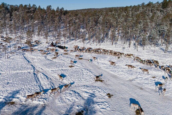 Ivalo: A Day in the Life of Reindeer Herders - FAQ