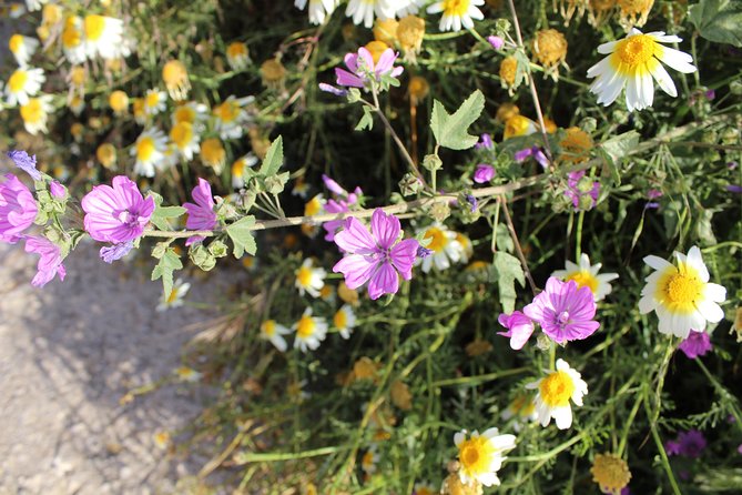 Karpathos Pini to Stes Mountain Village Guided Hike - Authentic Experiences and Reviewer Insights