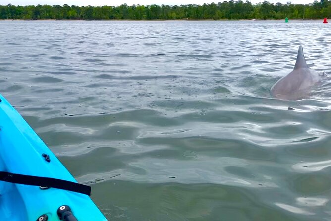 Kayak Dolphin Experience in Virginia Beach Must know how to swim - Practical Details & Considerations