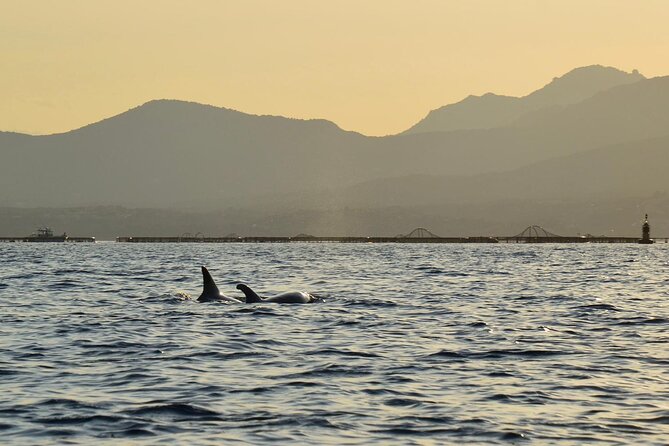 Kayak tour with aperitif and dolphins - Who Will Love This Tour?