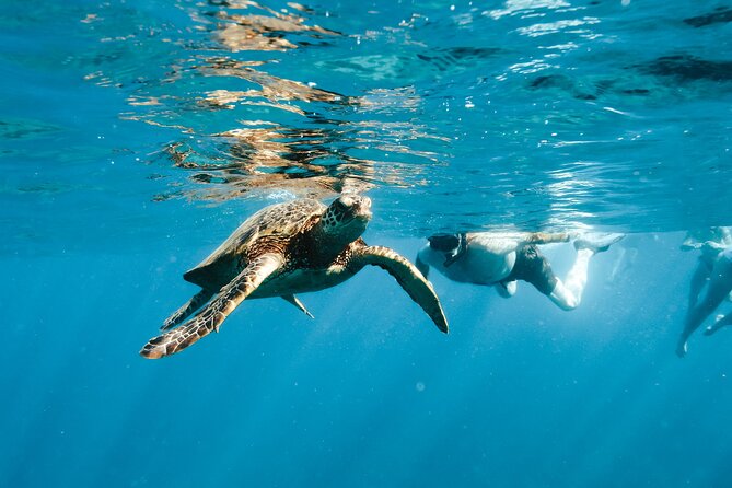 Kealakekua Bay Snorkel & Dolphin Watch In Kona - Best For