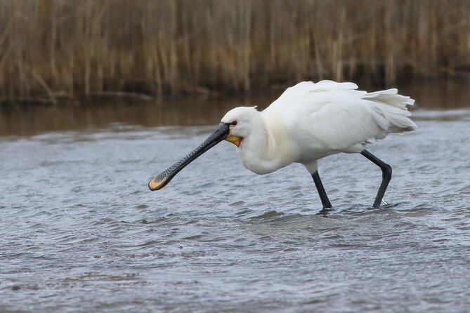 Lymington Wildlife Discovery Walk - Who Will Love This Tour?