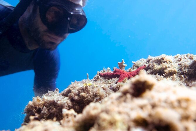 Marine Biology & Snorkelling Experience in the Cinque Terre - The Sum Up