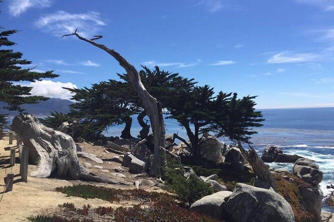 Monterey 1-Day Tour - The Iconic Lone Cypress