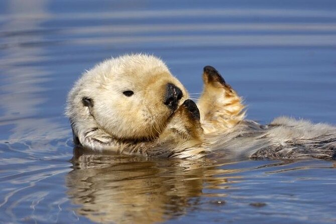 Monterey Carmel Big Sur Pebble Beach by Luxury Vehicle 5 hrs~ - What Makes This Tour Stand Out?
