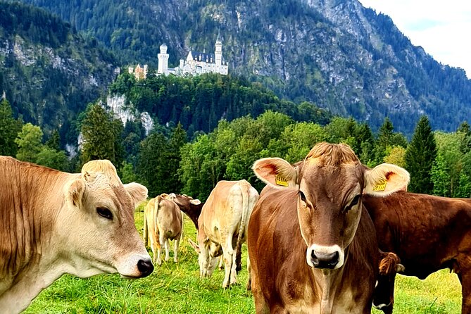 Neuschwanstein Castle Tour with Skip the Line from Hohenschwangau - Transportation & Logistics