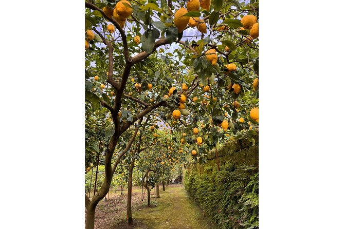 Nonno Mario Sorrento Lemon tour - From Grove to Laboratory: The Lemon Transformation