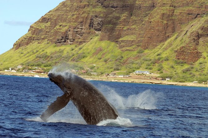 Oahu Private Sunset Snorkel and Dolphin Watch with Hot Buffet - Hawaiian-Style Buffet and Drinks