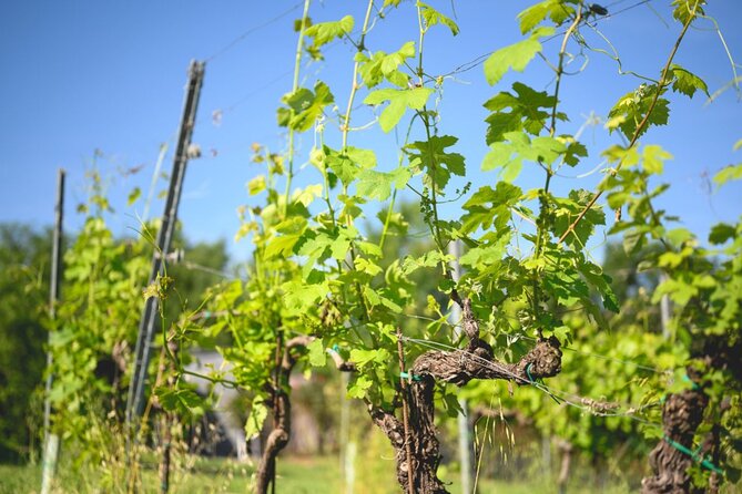 Parma Hills and Wine Tasting with Food Platter - The Sum Up