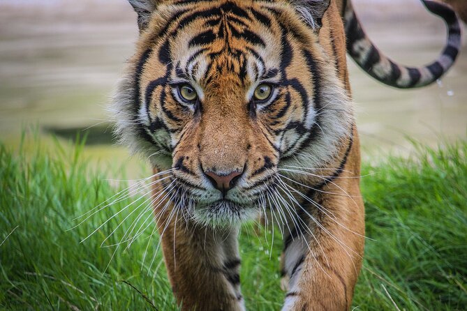 Port Lympne Day Ticket - Final Thoughts: Who Is This Tour For?