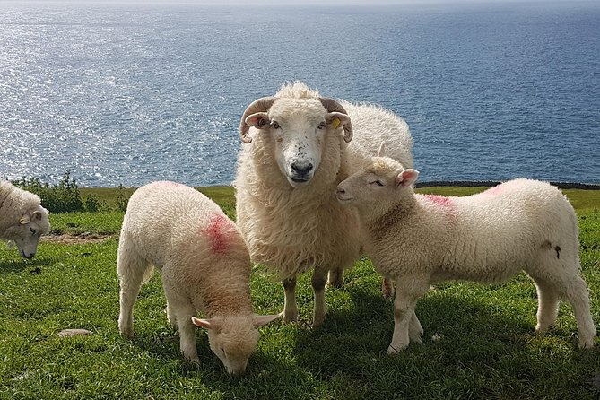 Private Dingle Peninsula Full-Day Tour - Final Thoughts