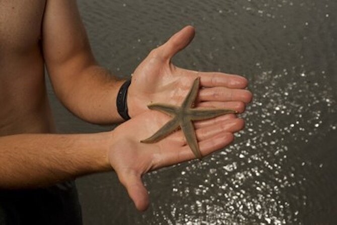 Private Disappearing Island Dolphin Tour - Practical Details and Tips
