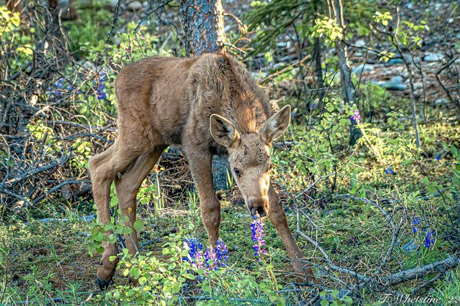Private Full Day Photography Workshop of Fairbanks - Who Will Benefit Most?